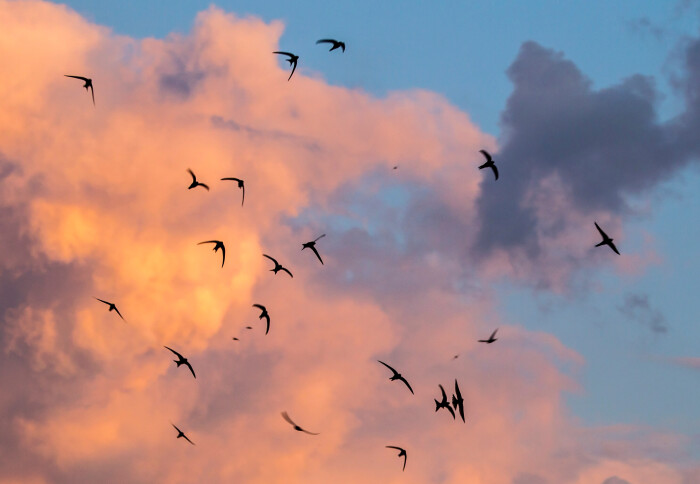 Why Do Birds Migrate?